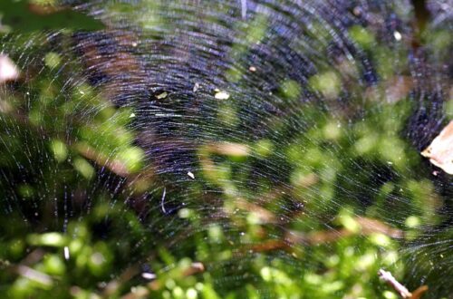 Eksperternes vejledning til trampolin