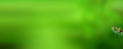 Sådan finder du den perfekte vandskift-rutine til dit akvarie