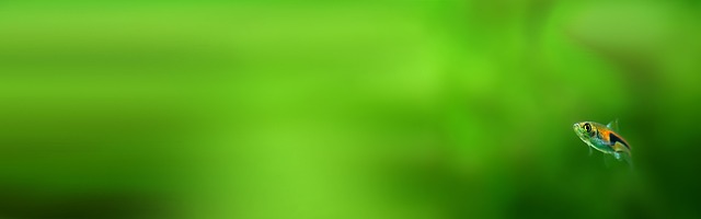 Sådan finder du den perfekte vandskift-rutine til dit akvarie