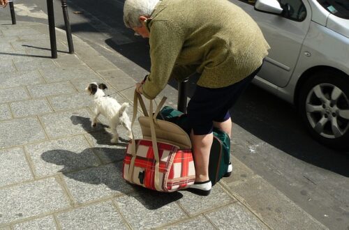 Hvordan opbevarer du din hundetaske og hundebur på den bedste måde?