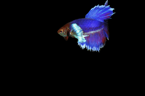 Siamesisk kampfisk: Fascinerende arter og deres unikke egenskaber