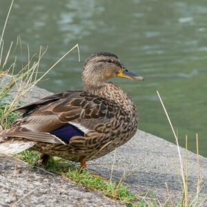 Bliv ekspert: Forstå krydsordets kryptiske ledetråde