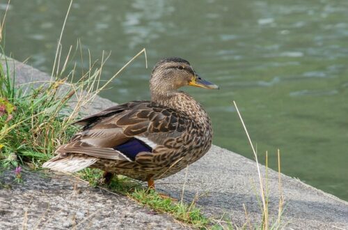 Bliv ekspert: Forstå krydsordets kryptiske ledetråde