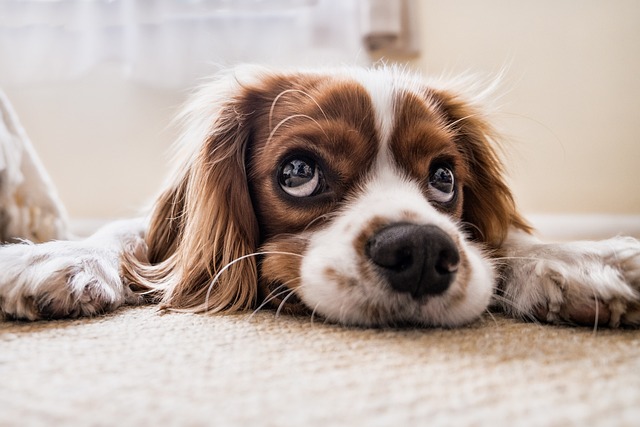 Hvordan man kan vælge det bedste hundefoder til sin hund baseret på alder og aktivitet