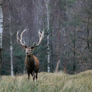 Når fascination bliver farlig: Kronhjorte er ikke husdyr