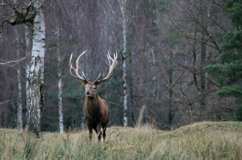 Når fascination bliver farlig: Kronhjorte er ikke husdyr