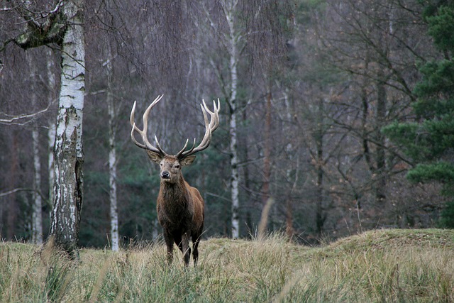 Når fascination bliver farlig: Kronhjorte er ikke husdyr